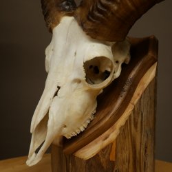 Mufflon (Ovis gmelini musimon) Widder Geweih Schädeltrophäe Hornlänge 31 cm auf Trophäenschild 82.1.150