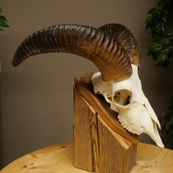 Mufflon (Ovis gmelini musimon) Widder Geweih Schädeltrophäe Hornlänge 31 cm auf Trophäenschild 82.1.150