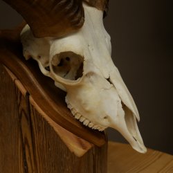 Mufflon (Ovis gmelini musimon) Widder Geweih Schädeltrophäe Hornlänge 31 cm auf Trophäenschild 82.1.150