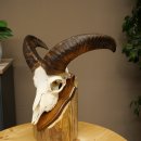 Mufflon (Ovis gmelini musimon) Ram Gewei Schedeltrofee...