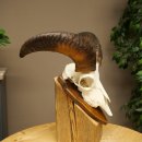 Mufflon (Ovis gmelini musimon) Ram Gewei Schedeltrofee Hoornlengte 31 cm op trofeeschild 82.1.151