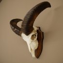 Mufflon (Ovis gmelini musimon) Ram Gewei Schedeltrofee...