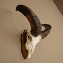 Mufflon (Ovis gmelini musimon) Ram Gewei Schedeltrofee Hoornlengte 31 cm op trofeeschild 82.1.151