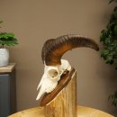 Mufflon (Ovis gmelini musimon) Ram Gewei Schedeltrofee Hoornlengte 31 cm op trofeeschild 82.1.151