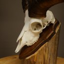 Mufflon (Ovis gmelini musimon) Ram Gewei Schedeltrofee Hoornlengte 31 cm op trofeeschild 82.1.151