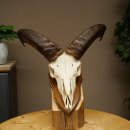Mufflon (Ovis gmelini musimon) Ram Gewei Schedeltrofee Hoornlengte 31 cm op trofeeschild 82.1.151