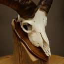 Mufflon (Ovis gmelini musimon) Ram Gewei Schedeltrofee Hoornlengte 31 cm op trofeeschild 82.1.151