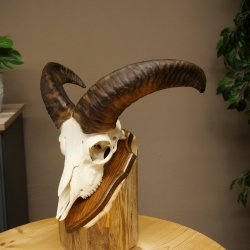 Mufflon (Ovis gmelini musimon) Ram Gewei Schedeltrofee Hoornlengte 31 cm op trofeeschild 82.1.151