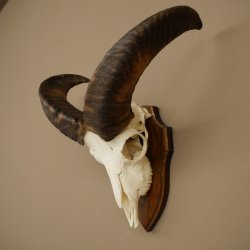 Mufflon (Ovis gmelini musimon) Ram Gewei Schedeltrofee Hoornlengte 31 cm op trofeeschild 82.1.151