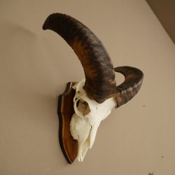 Mufflon (Ovis gmelini musimon) Ram Gewei Schedeltrofee Hoornlengte 31 cm op trofeeschild 82.1.151