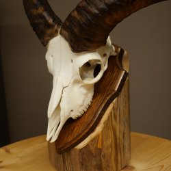 Mufflon (Ovis gmelini musimon) Ram Gewei Schedeltrofee Hoornlengte 31 cm op trofeeschild 82.1.151
