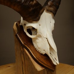 Mufflon (Ovis gmelini musimon) Ram Gewei Schedeltrofee Hoornlengte 31 cm op trofeeschild 82.1.151