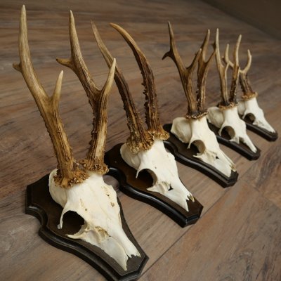 5 paires de bois de chevreuil, ensemble de bois de chevreuil mâle sur socles de trophées 21 492