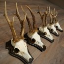 5 paires de bois de chevreuil, ensemble de bois de chevreuil mâle sur socles de trophées 21 492