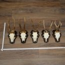 5 paires de bois de chevreuil, ensemble de bois de chevreuil mâle sur socles de trophées 21 492