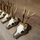 5 paires de bois de chevreuil, ensemble de bois de chevreuil mâle sur socles de trophées 21 492
