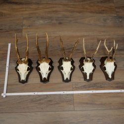5 paires de bois de chevreuil, ensemble de bois de chevreuil mâle sur socles de trophées 21 492