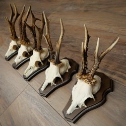 5 paires de bois de chevreuil, ensemble de bois de chevreuil mâle sur socles de trophées 21 492