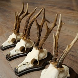 5 paires de bois de chevreuil, ensemble de bois de chevreuil mâle sur socles de trophées 21 492