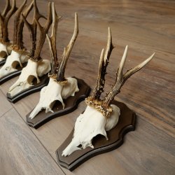 5 paires de bois de chevreuil, ensemble de bois de chevreuil mâle sur socles de trophées 21 492