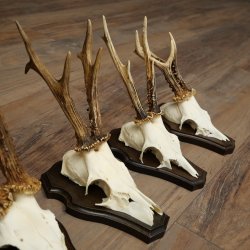 5 paires de bois de chevreuil, ensemble de bois de chevreuil mâle sur socles de trophées 21 492