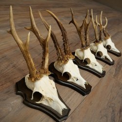 5 paires de bois de chevreuil, ensemble de bois de chevreuil mâle sur socles de trophées 21 492
