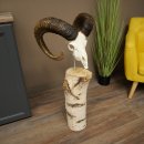 Mufflon (Ovis gmelini musimon) schedel als trofee op een...
