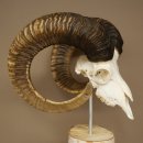 Trofeo cranico di muflone (Ovis gmelini musimon) su base decorativa in betulla #82.1.158