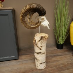 Trofeo cranico di muflone (Ovis gmelini musimon) su base decorativa in betulla #82.1.158