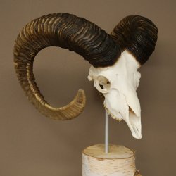 Trofeo cranico di muflone (Ovis gmelini musimon) su base decorativa in betulla #82.1.158