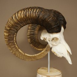 Trofeo cranico di muflone (Ovis gmelini musimon) su base decorativa in betulla #82.1.158