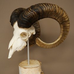 Trofeo cranico di muflone (Ovis gmelini musimon) su base decorativa in betulla #82.1.158