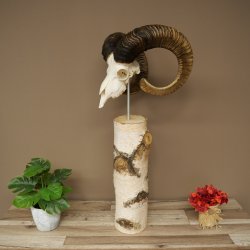 Trofeo cranico di muflone (Ovis gmelini musimon) su base decorativa in betulla #82.1.158