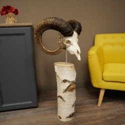 Trofeo cranico di muflone (Ovis gmelini musimon) su base decorativa in betulla #82.1.158