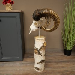 Trofeo cranico di muflone (Ovis gmelini musimon) su base decorativa in betulla #82.1.158