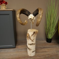 Trofeo cranico di muflone (Ovis gmelini musimon) su base decorativa in betulla #82.1.158