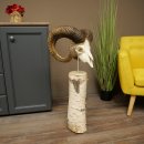 Mufflon (Ovis gmelini musimon) schedeltrofee op...
