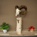Mufflon (Ovis gmelini musimon) schedeltrofee op decoratieve sokkel van berkenhout #82.1.159