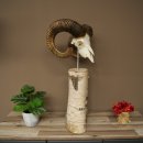 Mufflon (Ovis gmelini musimon) schedeltrofee op decoratieve sokkel van berkenhout #82.1.159