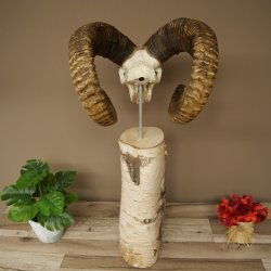 Mufflon (Ovis gmelini musimon) schedeltrofee op decoratieve sokkel van berkenhout #82.1.159