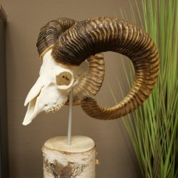 Mufflon (Ovis gmelini musimon) schedeltrofee op decoratieve sokkel van berkenhout #82.1.159