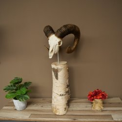 Mufflon (Ovis gmelini musimon) schedeltrofee op decoratieve sokkel van berkenhout #82.1.159