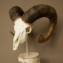 Mufflon (Ovis gmelini musimon) schedeltrofee op decoratieve sokkel van berkenhout #82.1.159