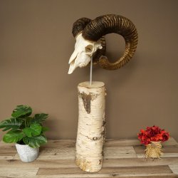 Mufflon (Ovis gmelini musimon) schedeltrofee op decoratieve sokkel van berkenhout #82.1.159