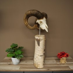 Mufflon (Ovis gmelini musimon) schedeltrofee op decoratieve sokkel van berkenhout #82.1.159
