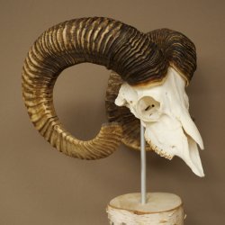 Mufflon (Ovis gmelini musimon) schedeltrofee op decoratieve sokkel van berkenhout #82.1.159