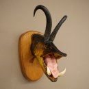 Fischwolpi Wolpertinger Hecht Gams Gamsschlauch Keiler Kopf Raub Fisch Präparat