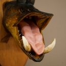 Fischwolpi Wolpertinger Hecht Gams Gamsschlauch Keiler Kopf Raub Fisch Präparat