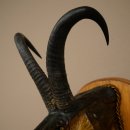 Fischwolpi Wolpertinger Hecht Gams Gamsschlauch Keiler Kopf Raub Fisch Präparat
