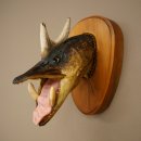 Fischwolpi Wolpertinger Keilerhecht Hecht Hirsch Geweih Keiler Kopf Fisch Präparat